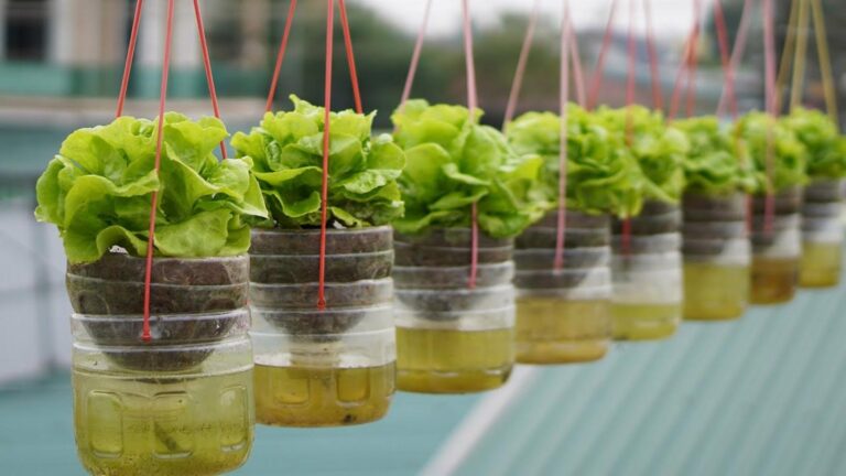 Diese einfache Methode zaubert üppigen Salat ohne Gießen und begeistert jeden Gartenfreund…