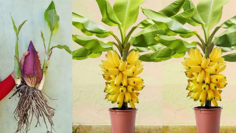 Dieser einfache Trick lässt deine Bananenpflanzen in Rekordzeit sprießen…